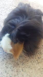 Ginea Pig