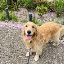 Females males born on mom amp dad akc certified. 10 Best Golden Retriever Breeders In Arizona 2021 We Love Doodles