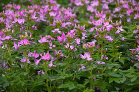 Image result for Cleome stricta