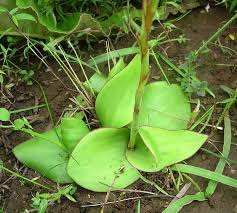 Image result for Satyrium macrophyllum