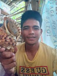 Displaying large sea shell collection