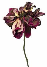Rachel Levy Flowers Photography Wilted Flowers Dying Flowers