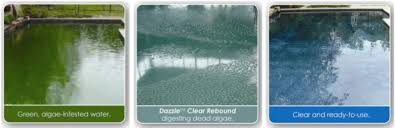 So after about two weeks of shocking my pool, it is finally clear. Pristiva Algae Destruction Method Salt Pools Dazzle Water Care Online Shop