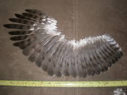 See something feathered but you just can't figure out what it is? Left Cooper S Hawk Wing Feathers Hiltscherkyle Flickr