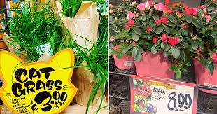 Maybe you would like to learn more about one of these? Fyi Trader Joe S Has An Awesome Plant Selection And The Prices Have Us Filling Our Carts Flipboard