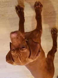 Vizsla puppies for sale and dogs for adoption in virginia, va. Vizsla Puppies For Sale Callaway Va 284937 Petzlover