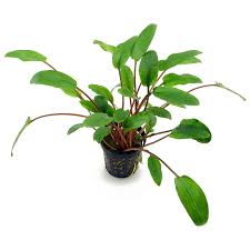 (it is not clear which plants sold in the aquarium trade under this name are the true species. Cryptocoryne Beckettii Viridifolia Pot Aquasabi Aquascaping Shop