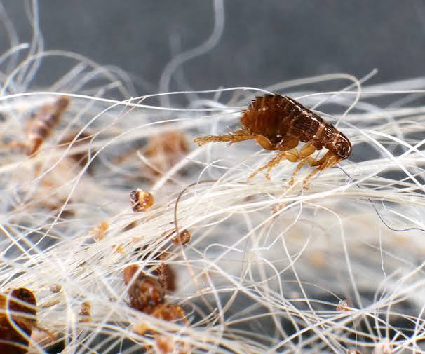How Fast Do Fleas Reproduce? And How Can I Stop the Cycle? | Hartz