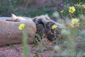 Image result for Hermbstaedtia fleckii