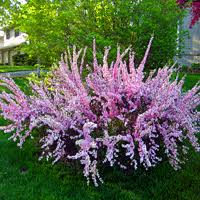 Flowering shrubs last for years and can be used to add interest in the lull when bedding plants aren't flowering or they can work in tandem to further increase their impact. Virginia Trees Shrubs Naturehills Com