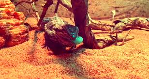 How Many Hornworms To Feed A Bearded Dragon A Day Bearded Dragon Diet