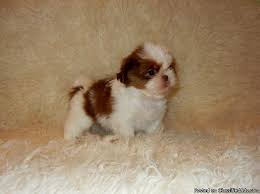 Advice from breed experts to make a safe choice. Shih Tzu Puppies Price 250 00 For Sale In Belle Missouri Best Pets Online