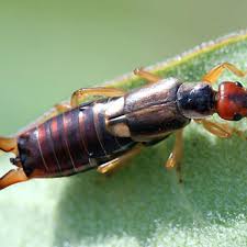 If you do find an infestation of earwigs. Garden Help Desk How Can I Eliminate Earwigs Community News Heraldextra Com