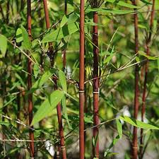 It is the fastest growing plant used in the landscape to create a natural, tall privacy screen. Fargesia Bamboo Plants Buy Hardy Bamboo Plants Online From Scotland Mail Order