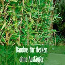 Auch innerhalb des eigenen grundstückes sollten sie bambus besser nicht planlos pflanzen. Bambus Kaufen Bambuspflanzen Als Sichtschutz