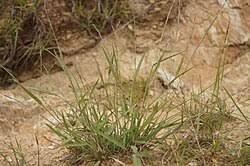 Image result for Paspalidium