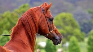 What's included in this page? 20 Best Horse Breeds And Types On Planet Earth