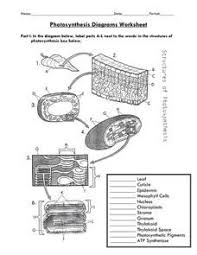Photosynthesis Diagrams Worksheet 7th 12th Grade Worksheet Photosynthesis Worksheet Photosynthesis Worksheets