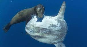 E animal incrível e majestoso!!! Em Analise Raivosa Mergulhador Define Peixe Lua Uma Piada Inutil Jf Noticias