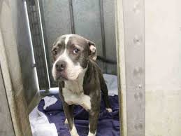 6 Month American Pitbull Terrier Black And White Www Petharbor Com Pet Lact3 A1751800 Pitbull Terrier Dog Id Dog Adoption