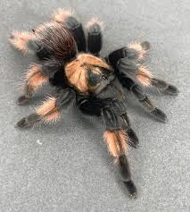 Image result for Emilia brachycephala