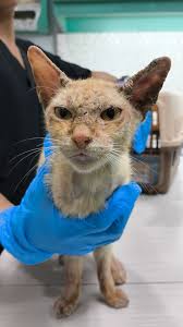 Legend about humans protecting animals