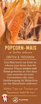 Popcorn Selber Anbauen Anleitung Expertentipps Plantura Popcorn Mais Tipps Popcorn