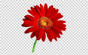 Transvaal Daisy Daisy Family Graphy Common Daisy Flower Annual Plant Flower Desktop Wallpaper Png Klipartz Flor de jamaica c/o renbjer & magnusson vanadisvägen 28 (1,230.07 km) 113 46 stockholm, sweden. transvaal daisy daisy family graphy