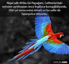 Kayip Papagan Yeni Dil Ogrendi Rainforest Animals Amazon Rainforest Animals Colorful Parrots