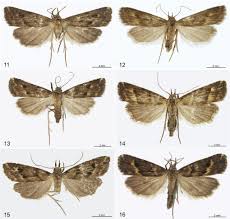 Image result for Heteropyxis dehniae