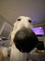 We did not find results for: Book Reader Pipe Fitter Proud Gaming Dad Auf Twitter What Funny Discord Profile Picture Do I Use Next It Must Be Funny And Cool