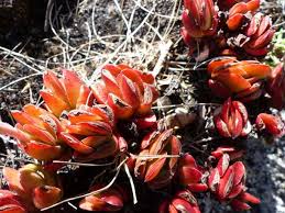 Image result for Crassula globularioides