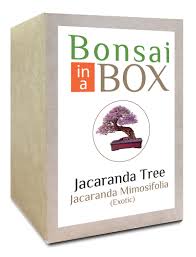 Specific bonsai care guidelines for the jacaranda mimosifolia. Bonsai In A Box Jacaranda Giles Seeds