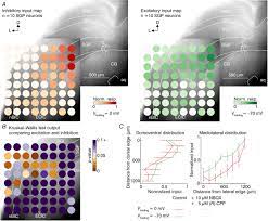 Complex And Spatially Segregated Auditory Inputs Of The Mouse Superior Colliculus Bednarova 2018 The Journal Of Physiology Wiley Online Library