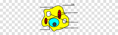 Learn how to draw simple animal cell pictures using these outlines or print just for coloring. Animal Cell Diagram Unlabeled Basic Animal Cell Diagram Unlabeled Dynamite Bomb Weapon Weaponry Transparent Png Pngset Com