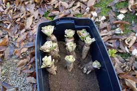 Pour les articles homonymes, voir chicon (homonymie) et endive (homonymie). Comment Cultiver Des Endives Chez Soi En Bac Jardin Et Maison