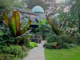Image result for Ensete ventricosum
