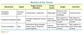 Chest pain has many possible causes, all of which need medical attention. Axial Muscles Of The Abdominal Wall And Thorax Anatomy And Physiology I