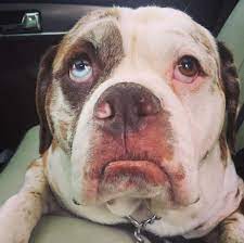 Maybe you would like to learn more about one of these? Can Dogs Cry Real Tears