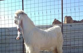 تيس فحل صنف Horses Animals Places