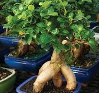 Ginseng Grafted Ficus - CT7013GMF