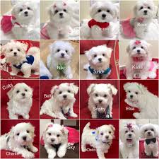 Find maltese puppies for sale with pictures from reputable maltese breeders. Omg Maltese Puppies Home Facebook