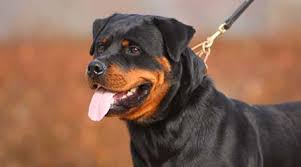 Image result for Rotala gossweileri