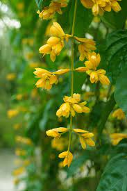 Yellow ray flowers are broad; Yellow Flowers Bunches Of Flowers Vines Flower Flowering Plant Plant Yellow Beauty In Nature Growth Fragility Pxfuel