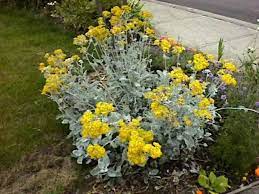 Dusty Miller August Front Yard Plants Summer Flowers Shade Garden