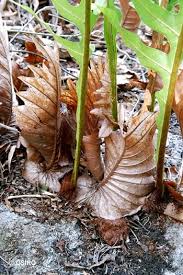 Image result for Drynaria