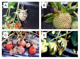 高品質イチゴに発生する灰色かび病の防ぎ方｜論文誌｜iPLANT