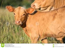 Animal vénéré dans différentes civilisations, notamment en inde où il est le symbole de la terre nourricière et de la fertilité. Groupe De Vaches Avec La Vache A Bebe Photo Stock Image Du Avec Bebe 52405406
