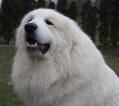 Arte original de medios mixtos de judy ziegler. Chien De Montagne Des Pyrenees Ou Patou Education Caractere Prix