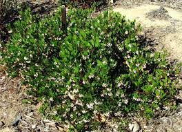Image result for Macrotyloma densiflorum